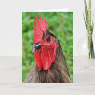 Blue Rooster Karte