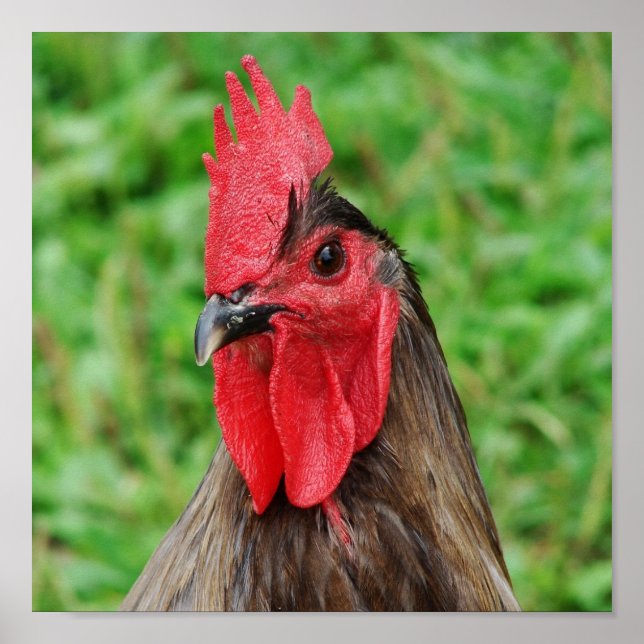 Blue Rooster Poster (Vorne)