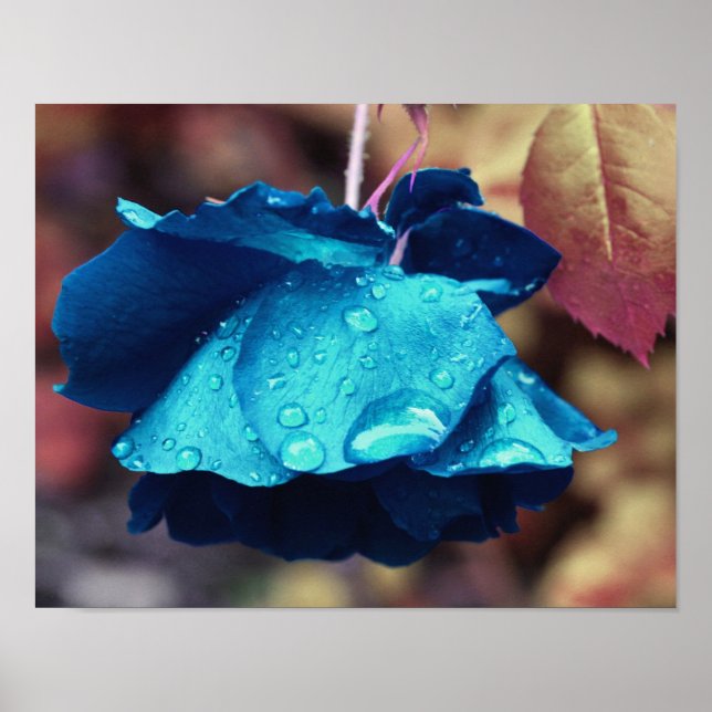Blue Rose Lingering Raindrops Abstrakte Blume Kuns Poster (Vorne)