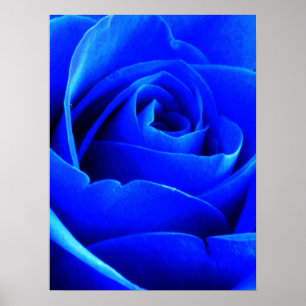 Blue Rose Poster