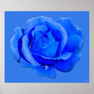 Blue Rose Poster Print Beautiful Blume Print