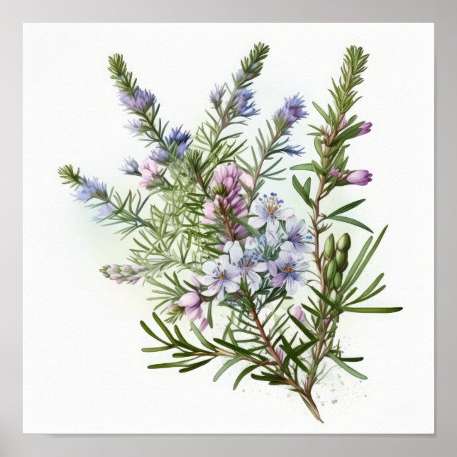 Blue Rosemary Blume Art Print Poster (Vorne)