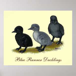 Blue Runner Ducklings Poster