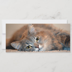 Blue Russian Cat Long Hairs by Shirley Taylor