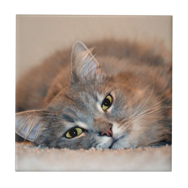 Blue Russian Cat Long Hairs by Shirley Taylor Fliese (Vorderseite)