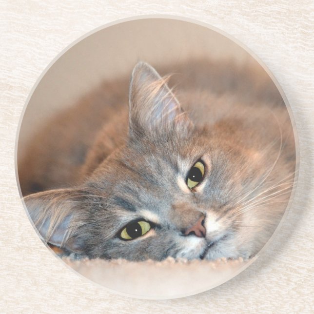 Blue Russian Cat Long Hairs by Shirley Taylor Getränkeuntersetzer (Vorne)