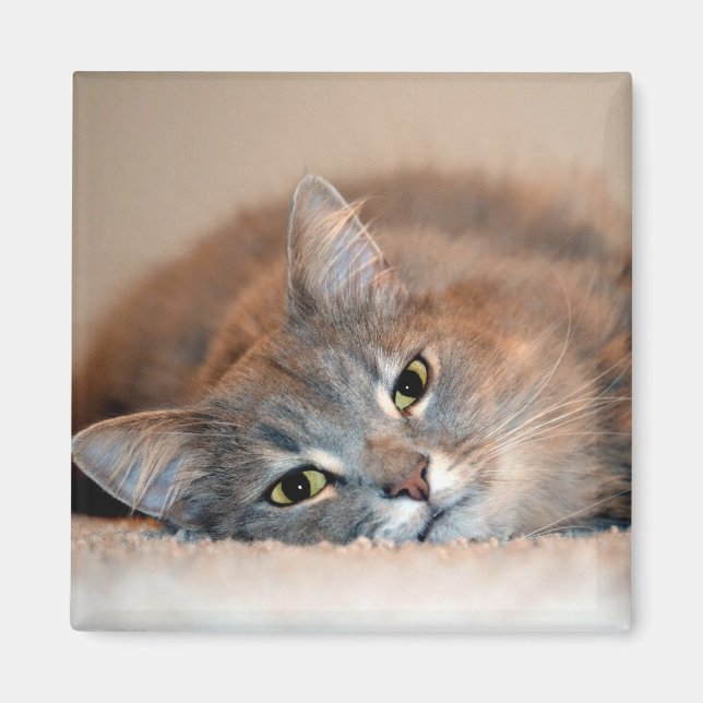 Blue Russian Cat Long Hairs by Shirley Taylor Magnet (Vorne)