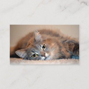 Blue Russian Cat Long Hairs by Shirley Taylor Visitenkarte