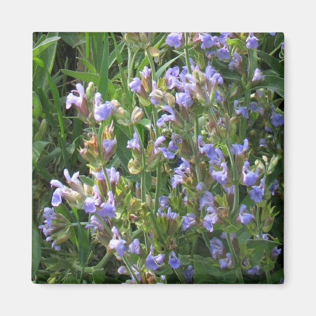 Blue Sage Blume Magnet (Vorne)