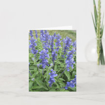 Blue Salvia Garden Blume Blankokarte