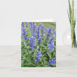 Blue Salvia Garden Blume Blankokarte Karte