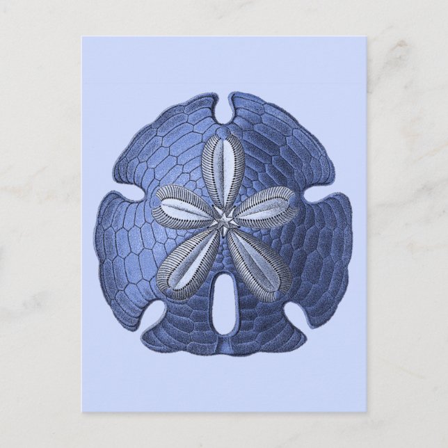 Blue Sand Dollar Postkarte (Vorderseite)