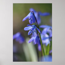 Blue Scilla siberica (Wood Squill) Blume