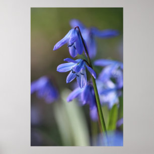 Blue Scilla siberica (Wood Squill) Blume Poster