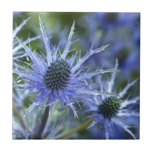 Blue Sea Holly Thistle Fliese