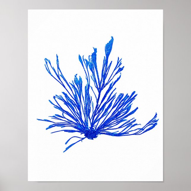 Blue Seaweed Print No. 1 Coastal Botanical Print. Poster (Vorne)
