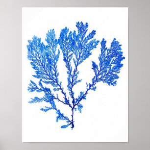 Blue Seaweed Print No. 3 Coastal Botanical Print. Poster