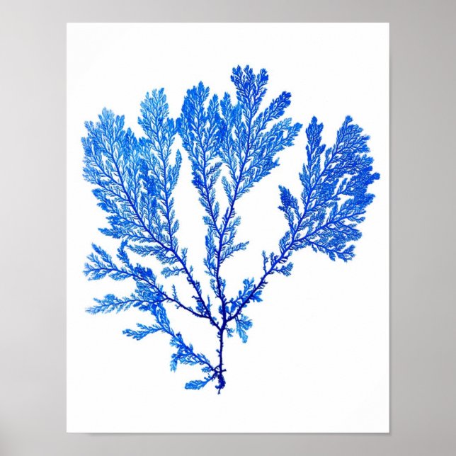 Blue Seaweed Print No. 3 Coastal Botanical Print. Poster (Vorne)