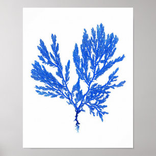 Blue Seaweed Print No. 4 Coastal Botanical Print. Poster