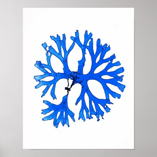 Blue Seaweed Print No. 5 Coastal Botanical Print. Poster (Vorne)