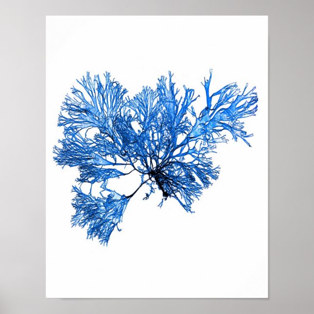Blue Seaweed Print No. 6 Coastal Botanical Print. Poster (Vorne)