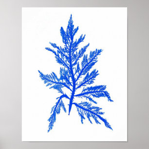 Blue Seaweed Print No. 7 Coastal Botanical Print. Poster