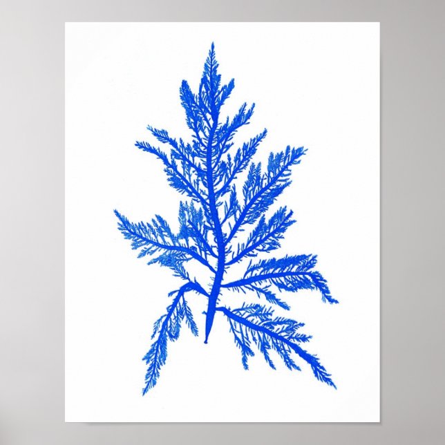 Blue Seaweed Print No. 7 Coastal Botanical Print. Poster (Vorne)