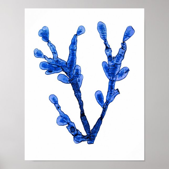 Blue Seaweed Print No. 8 Coastal Botanical Print. Poster (Vorne)