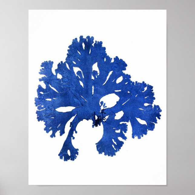 Blue Seaweed Print No. 9 Coastal Botanical Print. Poster (Vorne)