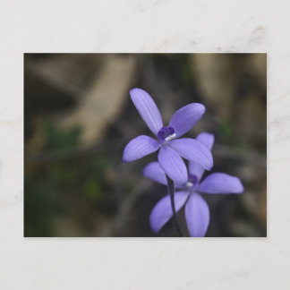 Blue Silky Orchid Postcard Postkarte