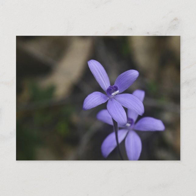 Blue Silky Orchid Postcard Postkarte (Vorderseite)