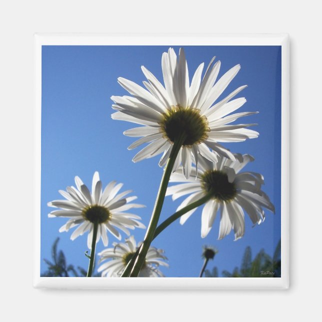 Blue Skies Bloomin Daisies Magnet (Vorne)