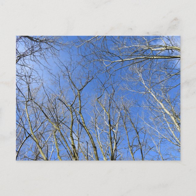 Blue Sky , Bäume im Winter Postkarte (Vorderseite)