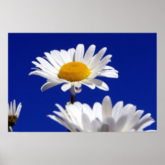 Blue Sky Daisies Poster