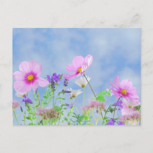 Blue Sky Field of Wildblumen Pastel Floral Foto Postkarte