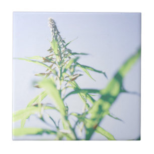 Blue Sky Green Pflanze Blätter Purple Flowers Fliese