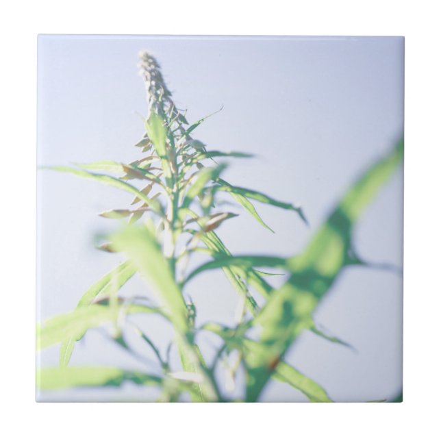 Blue Sky Green Pflanze Blätter Purple Flowers Fliese (Vorderseite)