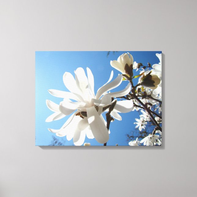 Blue Sky Magnolia Leinwand Magnolia (Vorderseite)