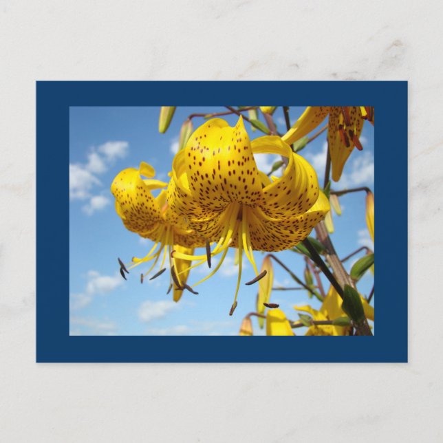 Blue Sky Postkarten Summer Yellow Tiger Lilies (Vorderseite)