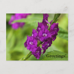 Blue Snakeweed Postcard Postkarte