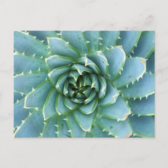 Blue Spiral Aloe Post Card Postkarte (Vorderseite)