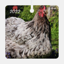 Blue Splash Orpington Hen - Pet Chicken