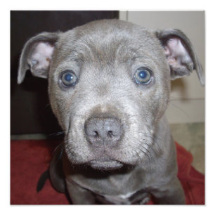 Blue Staffordshire Bull Terrier Puppy Fotodruck
