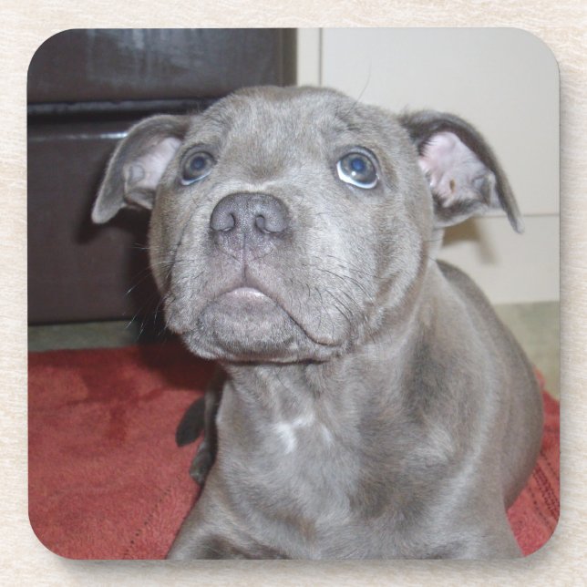 Blue Staffordshire Bull Terrier Puppy Getränkeuntersetzer (Vorderseite)