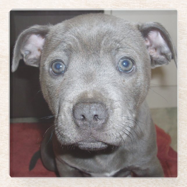 Blue Staffordshire Bull Terrier Puppy Glasuntersetzer (Vorderseite)