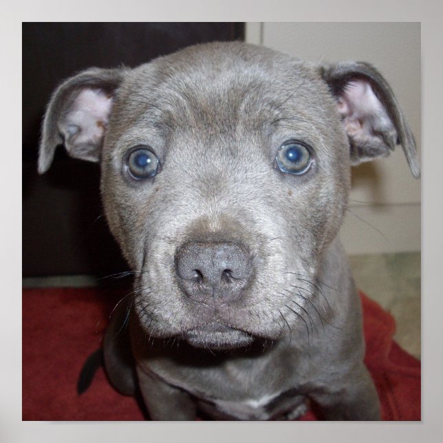 Blue Staffordshire Bull Terrier Puppy Poster (Vorne)