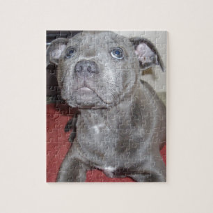 Blue Staffordshire Bull Terrier Puppy Puzzle
