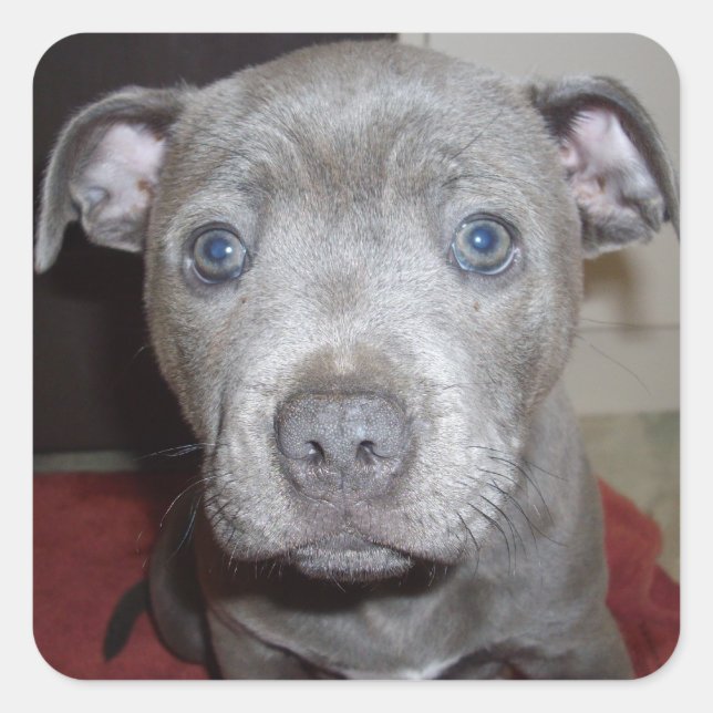 Blue Staffordshire Bull Terrier Puppy Quadratischer Aufkleber (Vorderseite)