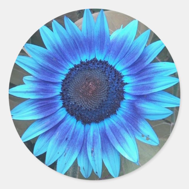 Blue Sunflower Stickers (Vorderseite)