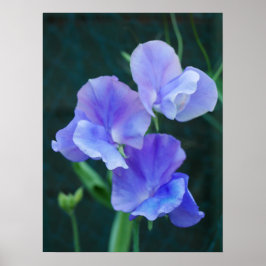 Blue Sweet Pea Blume Poster